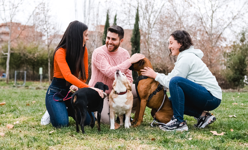 From Paws to Tails The Global Significance of International Dog Day